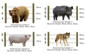 бокс для телят купить